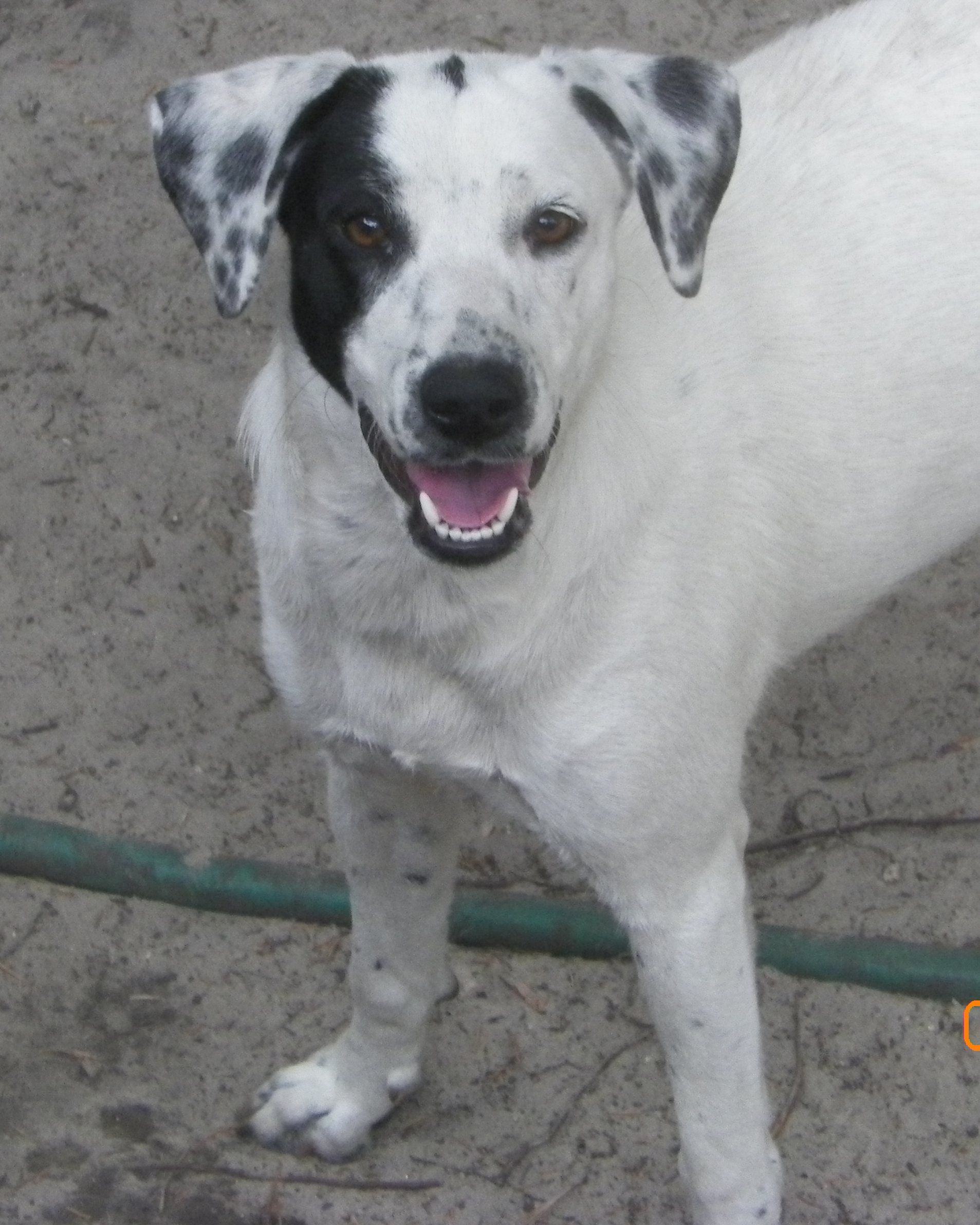 Lora Needs a Home